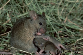 House Mice (Mus musculus), female nursing youngs, Germany, Europe