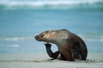 Australian Sea Lion (Neophoca cinerea), Kangaroo Island, Australia, Oceania