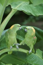 Yellow-naped Amazon, pair (Amazona ochrocephala auropalliata), Honduras, Central America