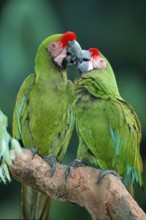 Military Macaws (Ara militaris)