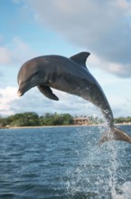 Bottlenose Dolphin (Tursiops truncatus), Honduras, Caribbean, Central America