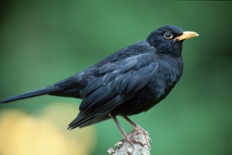 Blackbird (Turdus merula), male, Germany, side, Europe