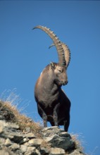 Alpine Ibex (Capra ibex), male, Switzerland, alps, Europe