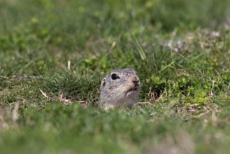 European souslik, European ground squirrel, European suslik (Citellus european ground squirrel