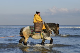 Horse fishermen catching Brown shrimp (Crangon crangon), Koksijde, North Sea coast, province of