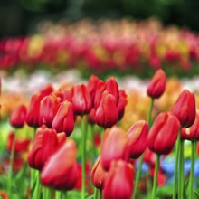 Red tulips (Tulipa) in a bed, Botanic Garden, Dublin, Ireland, Europe