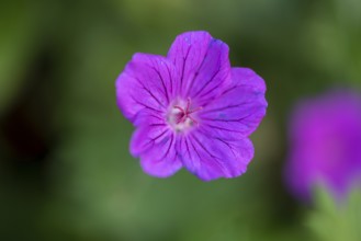 Flower of the blood-red bloody cranesbill (Geranium sanguineum), Germany, Europe