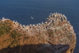 Northern gannet (Morus bassanus), Helgoland Cliff, Helgoland High Seas Island, North Sea, rock