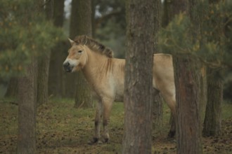 Przewalski's horse (Equus ferus przewalskii) in the forest between pines, captive