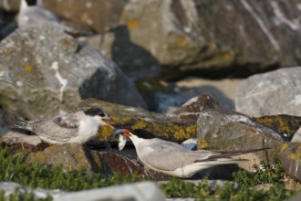 Common Tern (Sterna hirundo), feeding a juvenile, adult bird giving fish to a juvenile, Lower Saxon