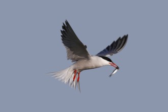 Common Tern (Sterna hirundo), in flight with fish in its beak, Lower Saxon Wadden Sea National