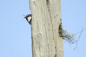 Spanish Sparrow (Passer hispaniolensis), male at nest hole, Portugal, Europe