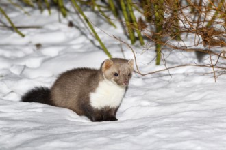 Beech marten (Martes foina) Lower Saxony, Germany, Europe