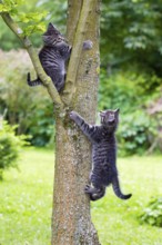 Domestic cats, kittens climbing up tree, tabby