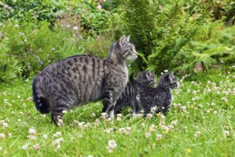 House cat with kittens, tabby