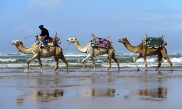 Morocco, dromedary driver, beach, Essaouira, Africa