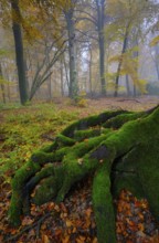 Old beech root, beech forest, natural forest cell in Hiesfeld Forest, North Rhine-Westphalia,