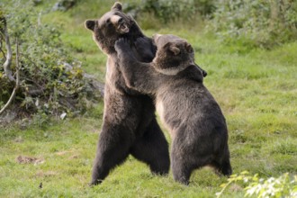 European brown bear (Ursus arctos), European brown bear