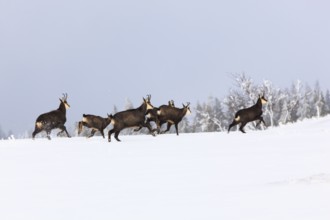 Chamoises ( Rupicapra rupicapra) , Law, Switzerland, Europe