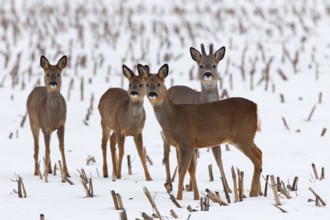 European roe deer (Capreolus capreolus) and three hinds in a stubble field in winter snow, Germany,