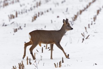 European roe deer (Capreolus capreolus) in a stubble field in winter snow, Germany, Europe