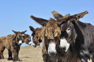 Poitou donkey, purebred, domestic animals, ungulates, farm animals, odd-toed ungulates, mammals,