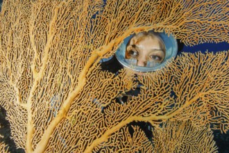 Diver looking between two fans of coral Fan coral (Annella mollis) Horn coral, Indian Ocean,