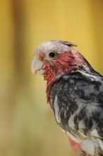 Galah (Eolophus roseicapilla) (Cacatua roseicapilla), immature, captive, occurring in Australia