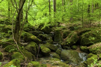 Waldbach near Thürmsdorf