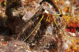 Close-up of reef hermit crab (Dardanus lagopodes) looking directly at viewer, Pacific Ocean,