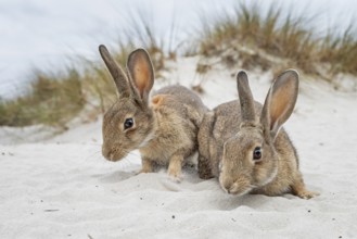 European rabbit (Oryctolagus cuniculus) pair in sand dune, interaction of two animals, dune