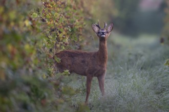 European roe deer (Capreolus capreolus) in autumn leaves, Wittlich, Rhineland-Palatinate, Germany,