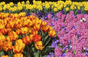 Colourful flower bed with tulips, hyacinths and daffodils, Keukenhof, Lisse, South Holland,