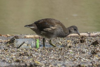 Young common moorhen (Gallinula chloropus) walking in a river polluted by a glass jar. Bas-Rhin,