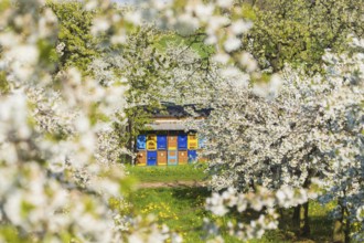 Blossoming apple orchards with beekeeping