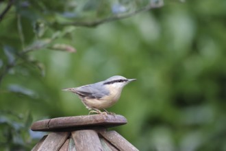 Eurasian nuthatch (Sitta europaea), Songbird, Sitting, Garden, Germany, The nuthatch sits on a