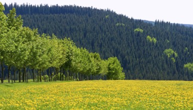 Landscape near Frauenstein