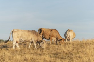 Aubrac cows in a dry pasture in summer. Aubrac, France, Europe