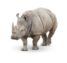 Single large rhinoceros isolated on white