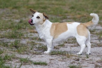 Dog, Jack Russell Terrier sticks out its tongue, dog breed, domestic dog (Canis lupus familiaris),