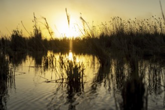 Sonnenuntergang im Weltkulturerbe Marschland, in Basra, 10.03.2023