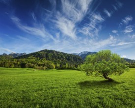 Alpine meadow in Bavarian Alps. Bavaria, Germany, Europe