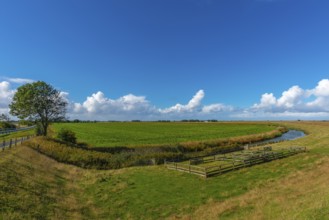 Nordstrand peninsula, agriculture, fields, ditch, inland dike, tree, pen, North Frisia,