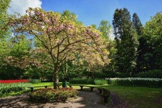 Blooming tree in Keukenhof flower garden, also known as the Garden of Europe, one of the world