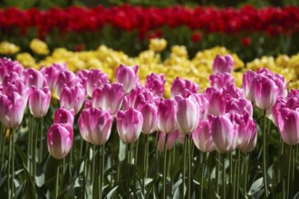 Blooming pink tulips flowerbed in Keukenhof flower garden, also known as the Garden of Europe, one