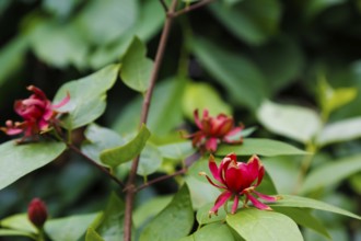 Sweetshrub (Calycanthus), red flowers, green leaves, garden, flowers, plants, woody plant, bush,