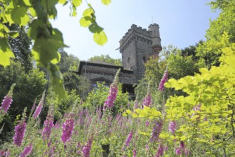 Neufville Tower with red white foxglove (Digitalis purpurea), Bergpark, Eppstein, Hesse, Germany,