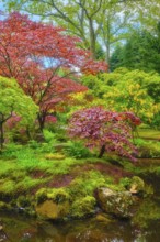 Little Japanese garden after rain, Park Clingendael, The Hague, Netherlands