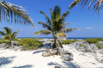 Coconut palm tree growing on rocky shoreline, Isla Mujeres, Caribbean Coast, Cancun, Quintana Roo,