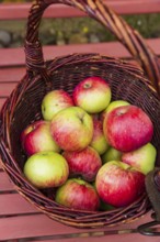 Jakob fisherman, also called Schöner vom Oberland, is a cultivar of the cultivated apple